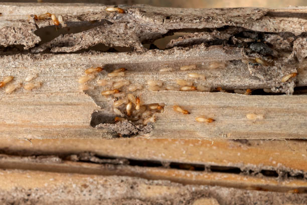Bird Control in Tallapoosa, GA